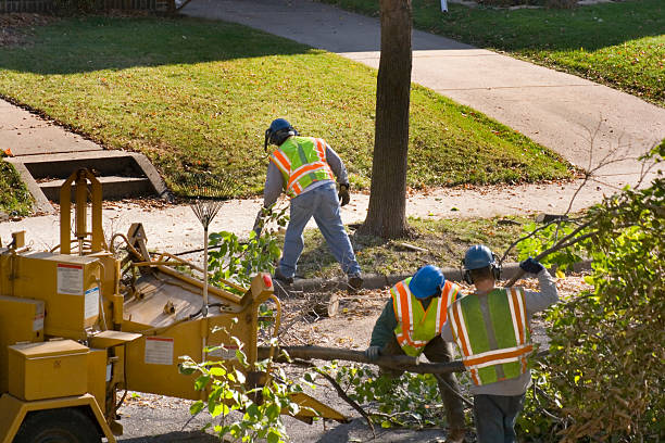 Trusted Somers Point, NJ Tree Removal and Landscaping Services Experts